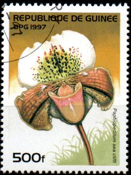 Guinea u Mi  1629