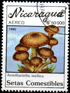 Nikaragua u Mi  3007