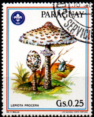 Paraguay u Mi  3950