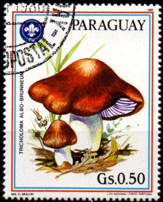 Paraguay u Mi  3951