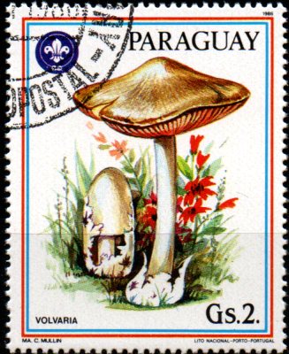 Paraguay u Mi  3953