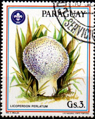 Paraguay u Mi  3954