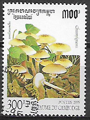 Kambodža u Mi 1505