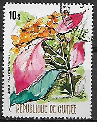 Guinea u Mi  0695