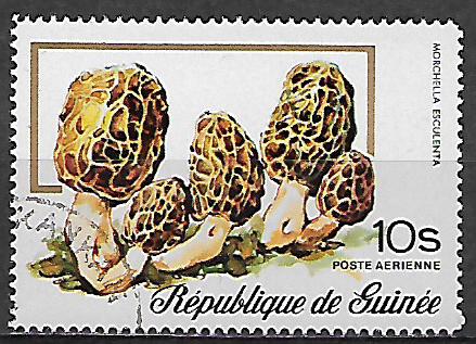 Guinea u Mi  0764