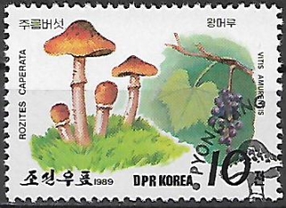 Severní Korea u Mi 2999