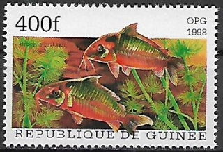 Guinea N Mi  1890