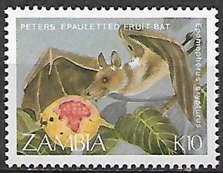 Zambie N Mi  0477
