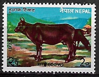 Nepál N  Mi 0291