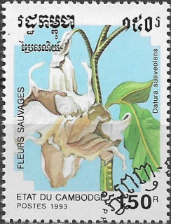 Kambodža u Mi 1340