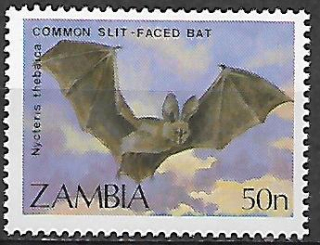Zambie N Mi  0474