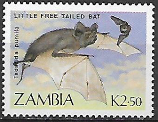 Zambie N Mi  0475