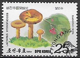 Severní Korea u Mi 3001