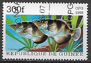 Guinea u Mi  1889