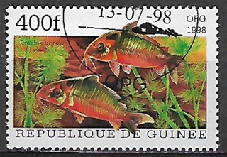 Guinea u Mi  1890