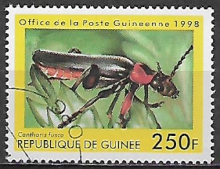 Guinea u Mi  1895