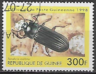 Guinea u Mi  1896